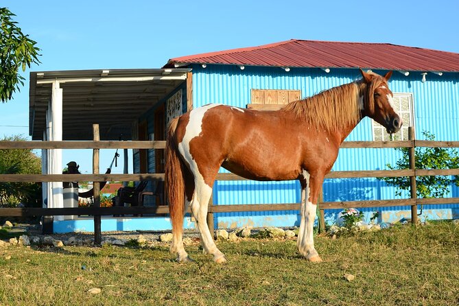 Sunset Horseback Riding Tour in Punta Cana (Private Option) - Cancellation and practical booking notes