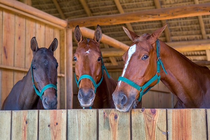 Swimming with Horses at the Beach from Punta Cana Free transportation - The horse room, mangroves, and a beach snack