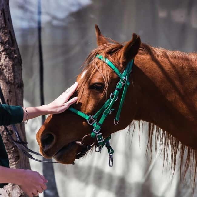 Tbilisi: Kakheti Horse Riding, Wine Tasting, and Cooking … - Two Hours on Horseback Near Qedeli