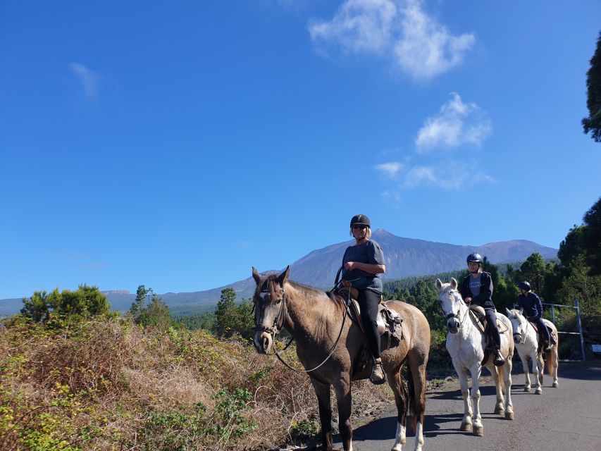 Tenerife: Guided Horseback Riding Tour to the Lomo Forest - Key points to know before booking