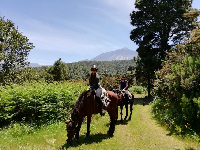 Tenerife: Guided Horseback Riding Tour to the Lomo Forest - Booking details that can save you trouble