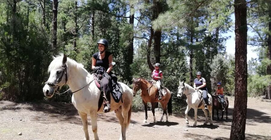 Tenerife: Guided Horseback Riding Tour to the Lomo Forest - Meeting calm horses at Finca Estrella