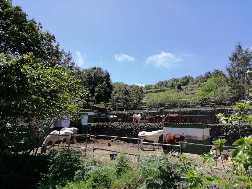 Tenerife: Guided Horseback Riding Tour to the Lomo Forest - What first-time riders can really expect