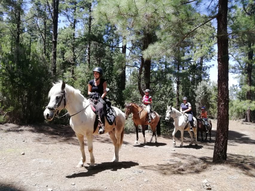 Tenerife: Guided Horseback Riding Tour to the Lomo Forest - The personal touch, and the limits of a family stable