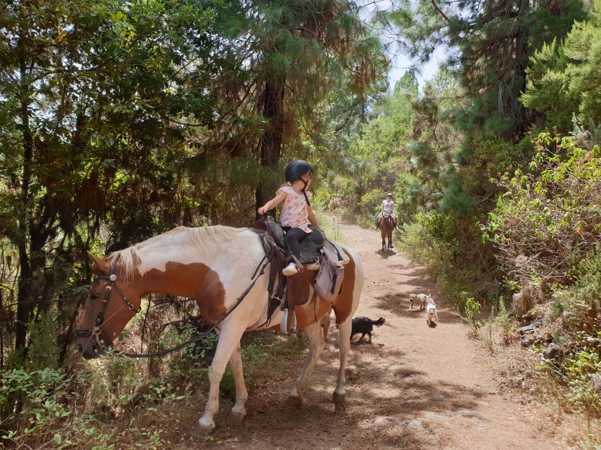 Tenerife: Guided Horseback Riding Tour to the Lomo Forest - Who will enjoy this ride most?