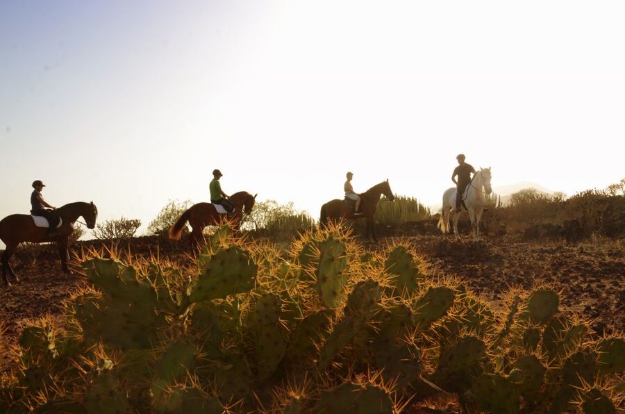 Tenerife: Horseback Ride with Instructor - One hour through lava, cacti, and ocean air