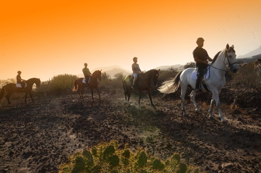 Tenerife: Horseback Ride with Instructor - What the horses and instructors are like