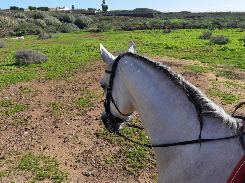 Tenerife: Horseback Ride with Instructor - How the $47 price holds up