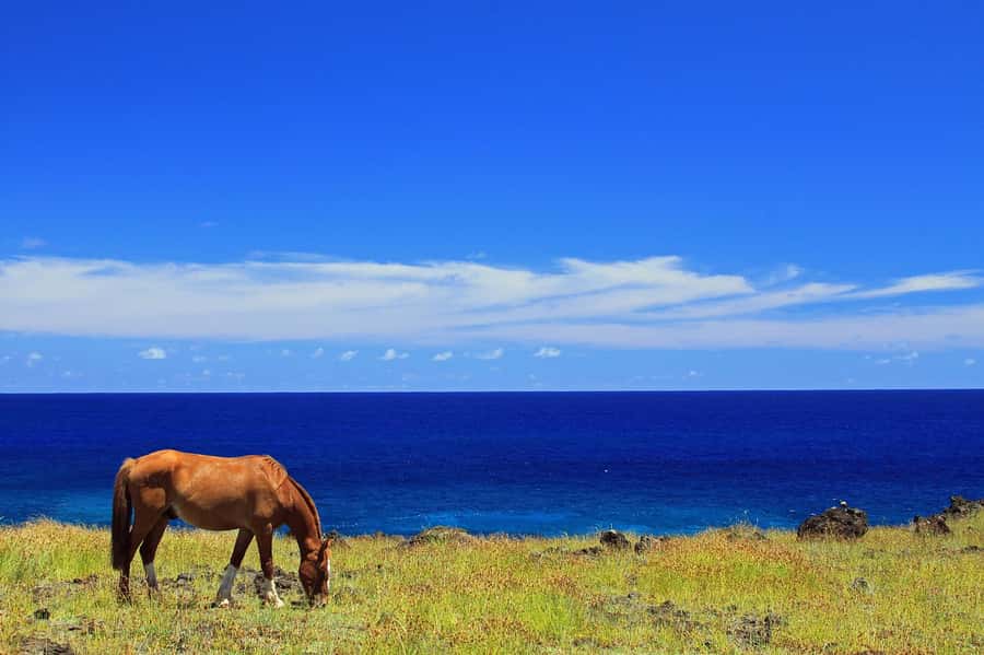 Terevaka Horse Excursion: The highest point and 360° view. - Why Terevaka makes a strong horseback destination