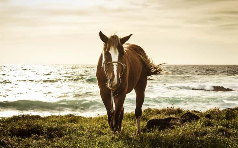 Terevaka Horse Excursion: The highest point and 360° view. - Who should book this ride to Terevaka?