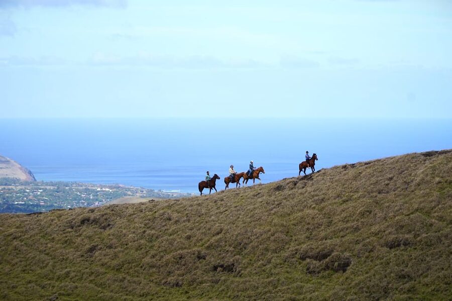 Terevaka Mount: Morning Horseback Riding & Planting Tour - Under the trees in central Rapa Nui
