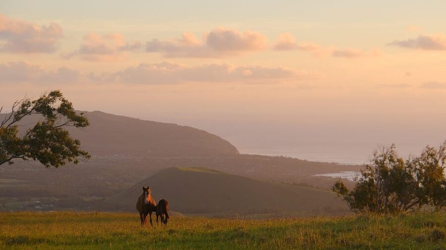 Terevaka Mount: Morning Horseback Riding & Planting Tour - Following Ava Ranga Uka toward Rano a Roi
