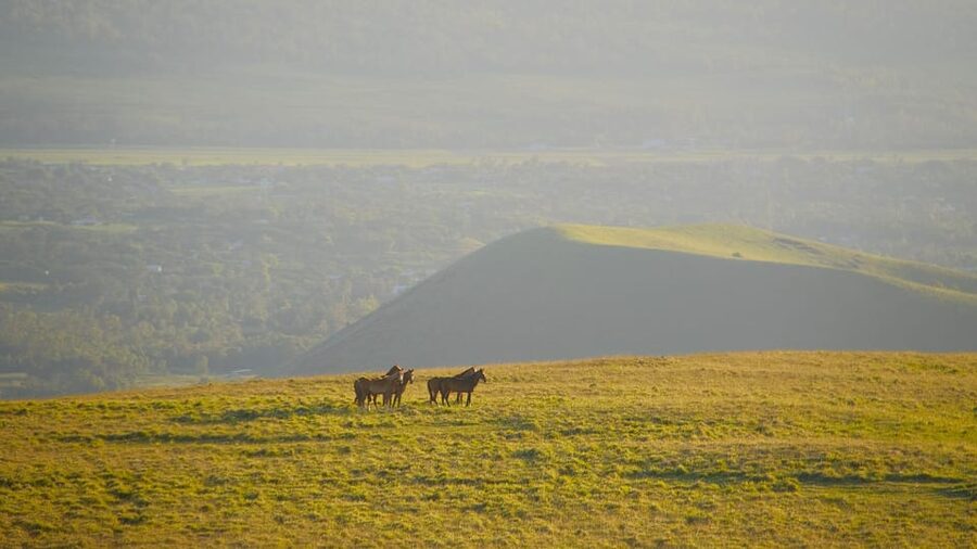 Terevaka Mount: Morning Horseback Riding & Planting Tour - A small group makes a real difference