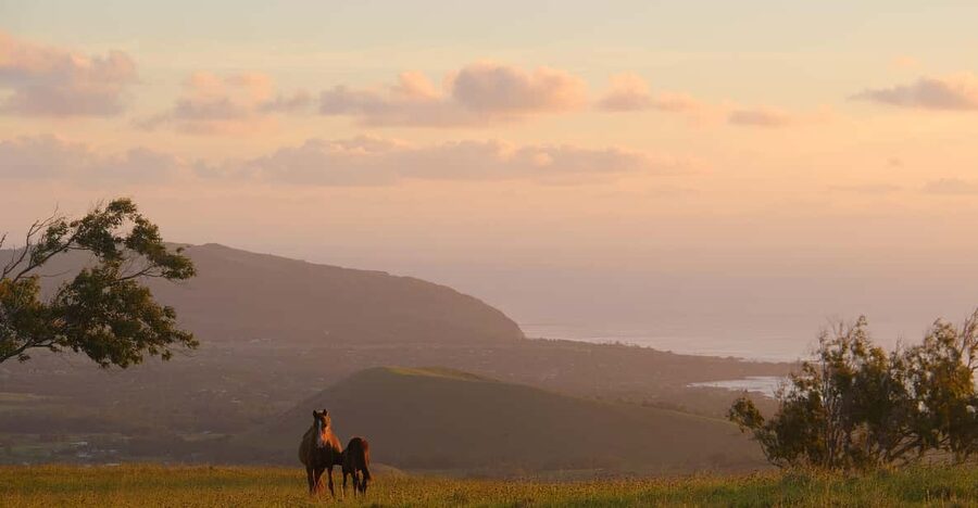 Terevaka Mount: Morning Horseback Riding & Planting Tour - Starting at the Vaitea stables
