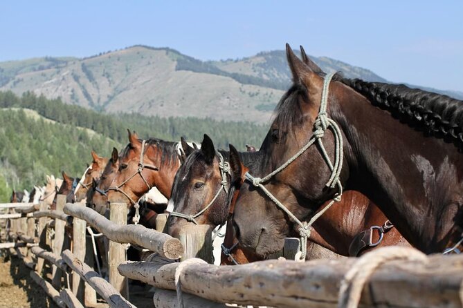 Teton View Horse Riding with Lunch - Who will enjoy this ride most