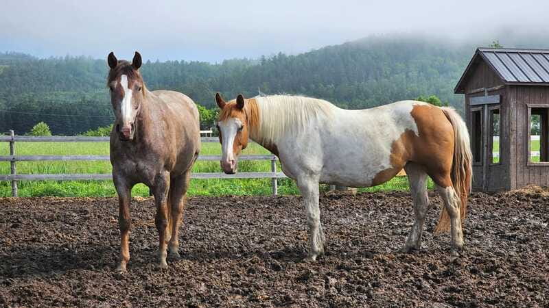 The Montagnarde: Guided horseback ride on mountain trails. - Following rustic trails through the mountains