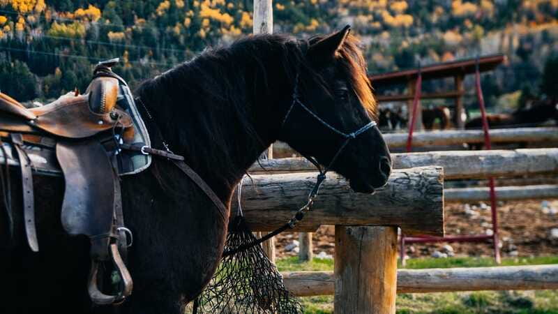 The Montagnarde: Guided horseback ride on mountain trails. - Taking in Charlevoix’s wide mountain views
