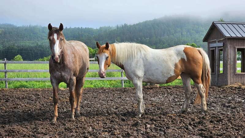 The Montagnarde: Guided horseback ride on mountain trails. - Starting at the ranch with a calm introduction
