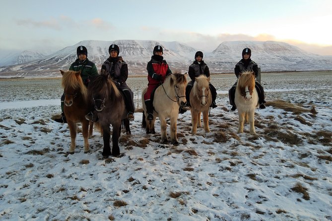 The Viking Horse Riding Experience in North Iceland - What beginners can expect from the horses