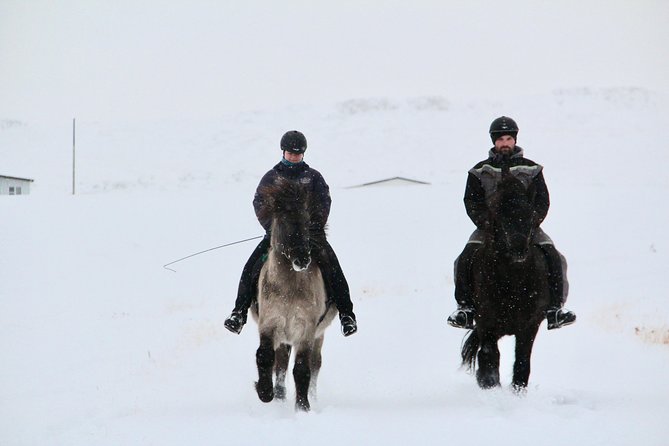 The Viking Horse Riding Experience in North Iceland - A 90-minute ride through snow and open countryside