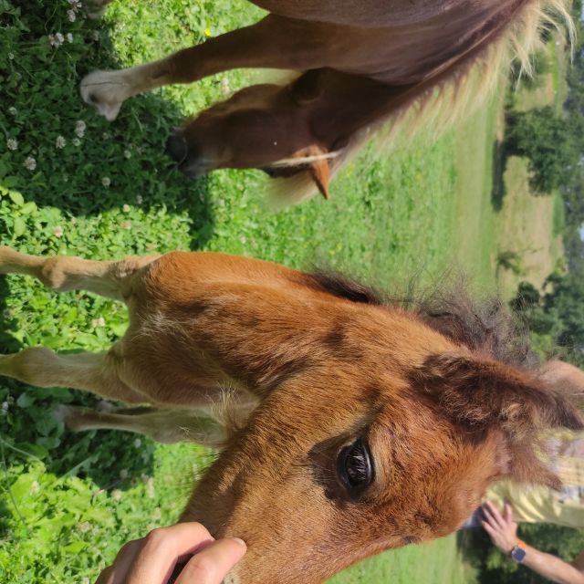 Thessaloniki:Horse Riding in a farm - Is $101 a fair price?