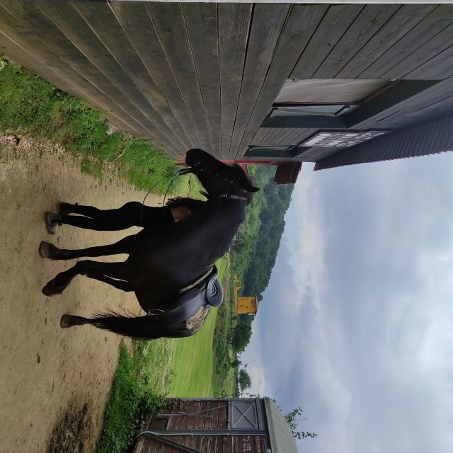 Thessaloniki:Horse Riding in a farm - FAQ