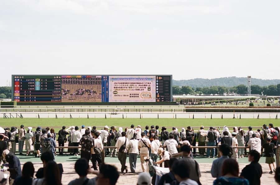 Tokyo: Horse Racing Tour with Local Fan - Key points at a glance