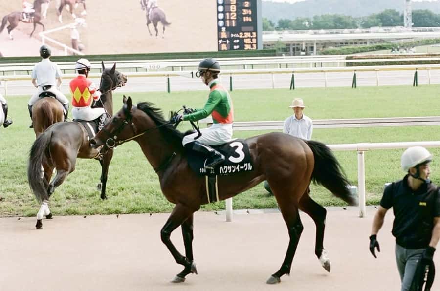 Tokyo: Horse Racing Tour with Local Fan - The reserved seats and race-day rhythm