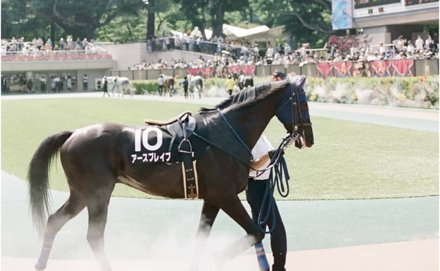 Tokyo: Horse Racing Tour with Local Fan - What the $60 price really covers