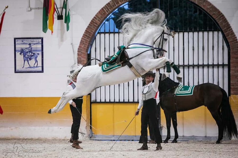 Torremolinos: Spanish horse and flamenco show - The 90-minute show: dressage, cowboy skills, and flamenco