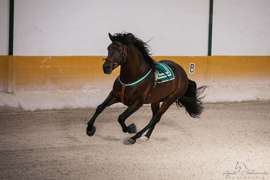 Torremolinos: Spanish horse and flamenco show - The 5:00 PM stable visit at El Ranchito