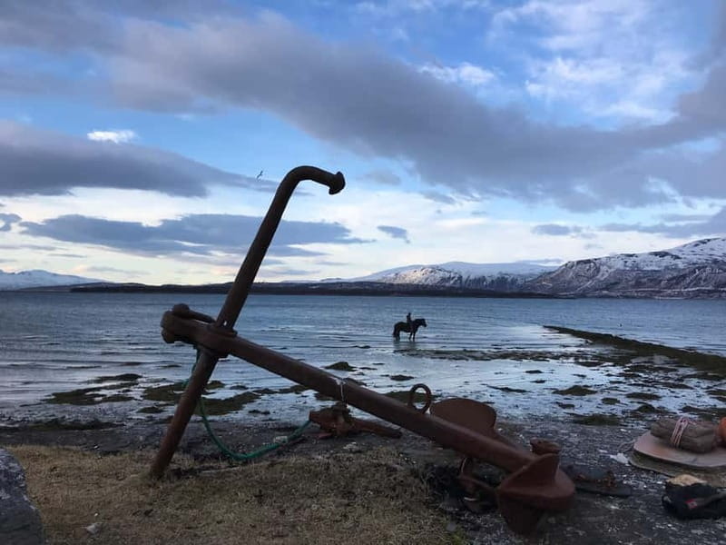 Tromsø: Horseback Riding Tour - Meeting the Lyngenhorse, Fjordhorse, and Dølahorse