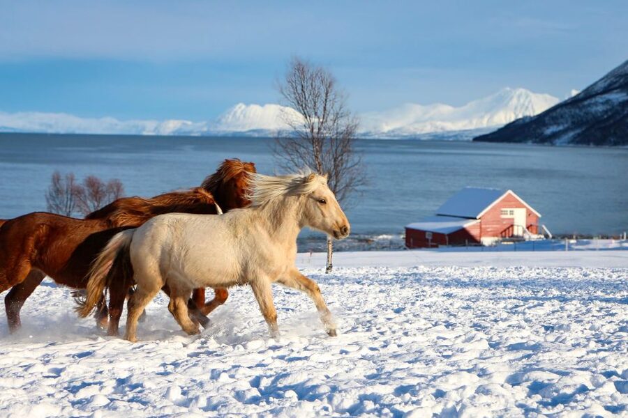 Tromsø: Lyngen Horse Stud Farm Visit - Meeting the Lyngen horses in Krokelvdalen
