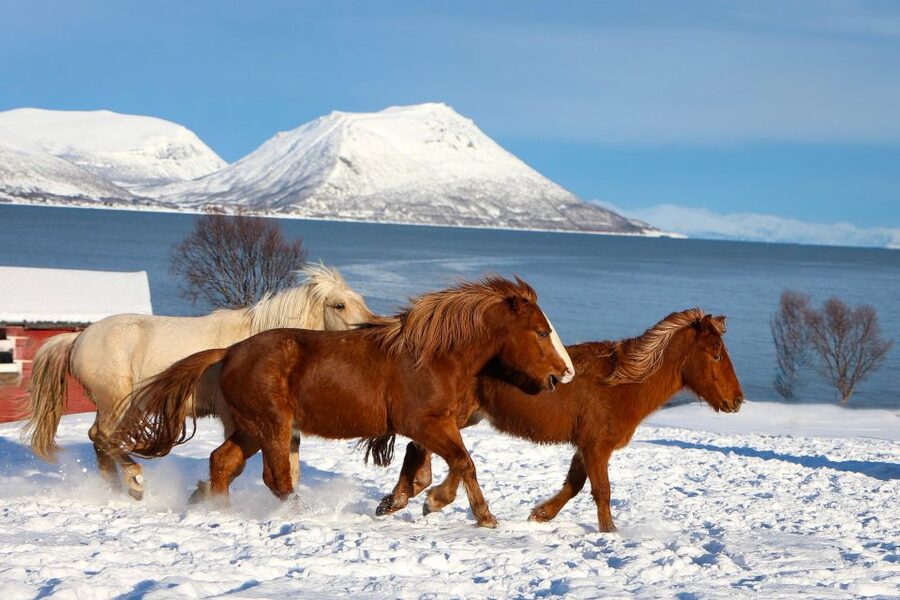 Tromsø: Lyngen Horse Stud Farm Visit - From mares and foals to stallions and young horses