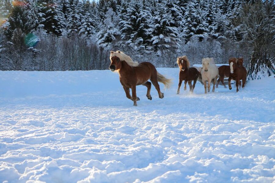Tromsø: Lyngen Horse Stud Farm Visit - What the two hours feel like
