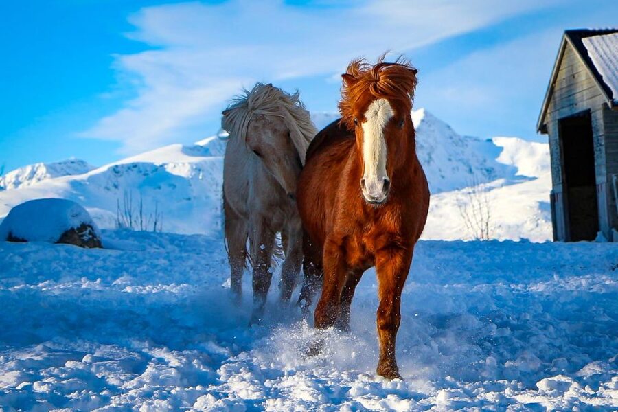 Tromsø: Lyngen Horse Stud Farm Visit - Is $188 a fair price?