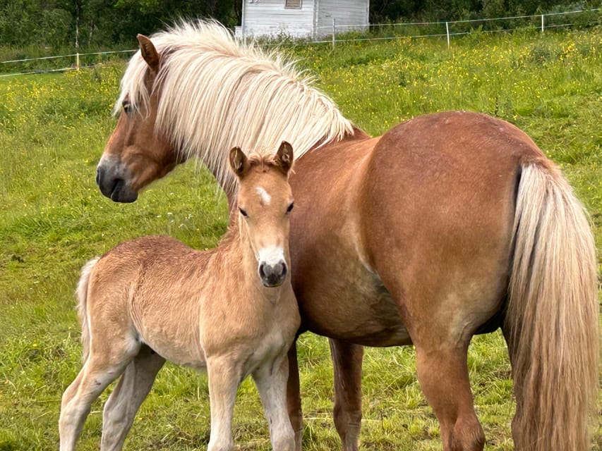 Tromsø: Lyngen Horse Summer Riding Experience - Key points to know