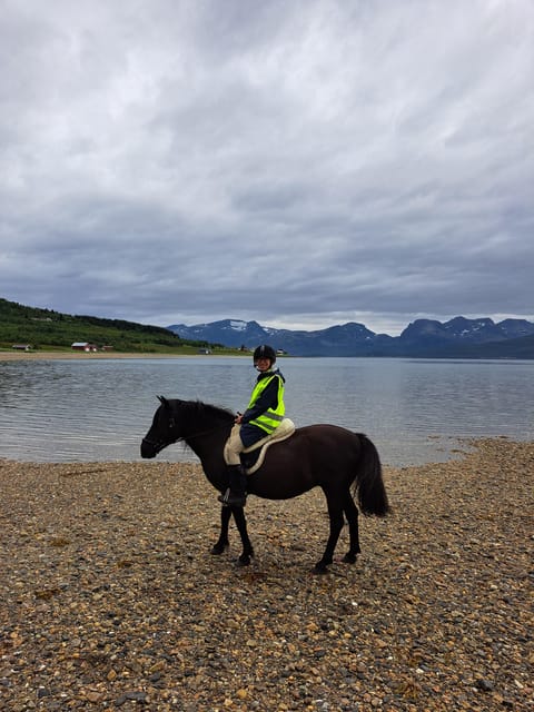 Tromsø: Lyngen Horse Summer Riding Experience - Meeting the Lyngen horses at Tromsø Lyngshest