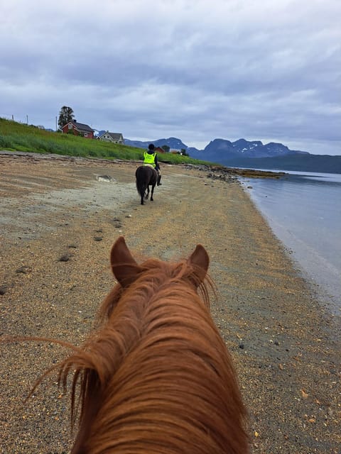 Tromsø: Lyngen Horse Summer Riding Experience - Riding beside Grøtfjord and the Lyngen Alps