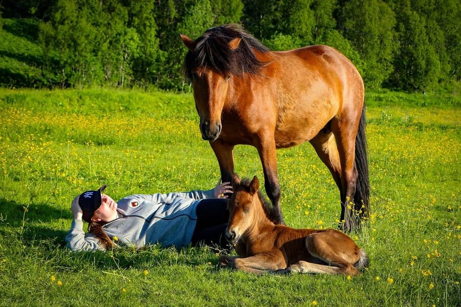 Tromsø: Lyngen Horse Summer Riding Experience - What $196 buys you