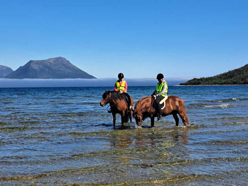 Tromsø: Lyngen Horse Summer Riding Experience - Grooming and saddling your assigned horse