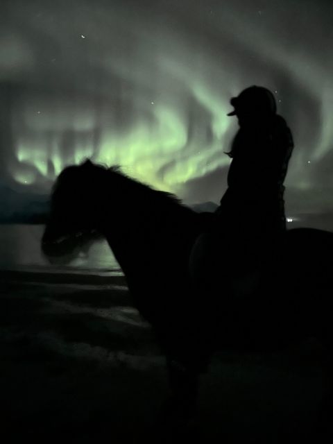 Tromsø: Lyngen Horse Winter Evening Riding Experience - Is the $293 price good value?