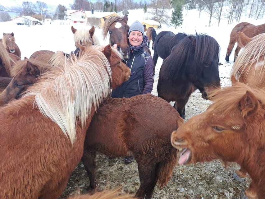 Tromsø: Lyngen Horse Winter Riding Experience - Meeting the Lyngen herd near Tromsø