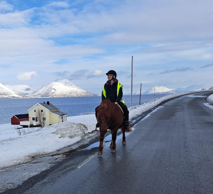 Tromsø: Lyngen Horse Winter Riding Experience - Grooming and saddling before the ride