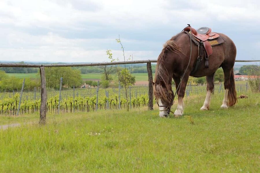 Tuscany: Horseback Riding Adventure with Lunch in a Winery - Riding past vines, woods, and cypress trees