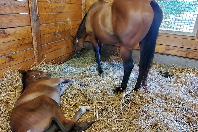 Unique Horse Farm Tours with Insider Access to Private Farms - The Thoroughbred Center and swimming yearlings