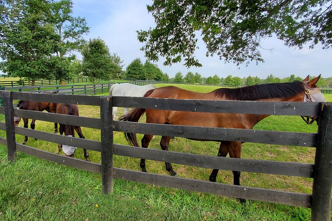 Unique Horse Farm Tours with Insider Access to Private Farms - A changing third stop keeps the day flexible