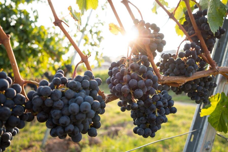Verona: Horseback Riding and Wine Tasting Experience - What the $186.92 price means