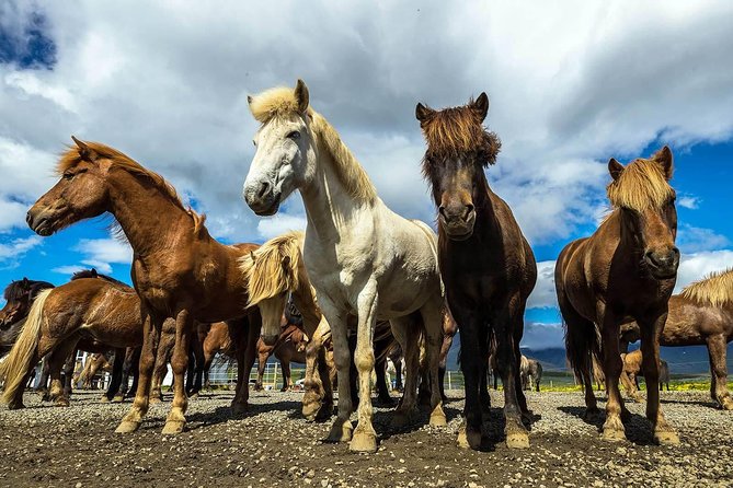 Viking Horse Riding and Golden Circle Tour from Reykjavik - Why this horse ride is the heart of the day