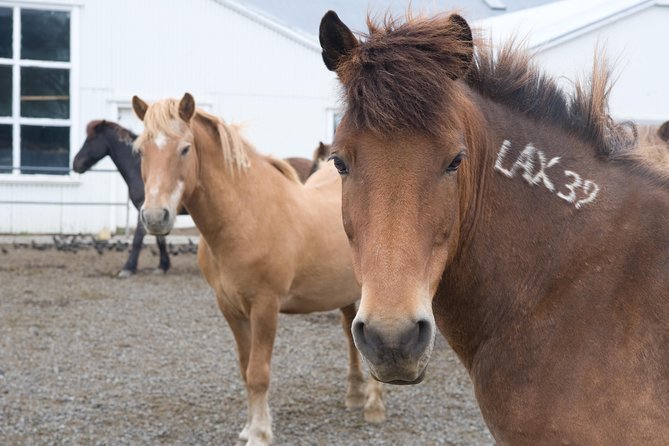 Viking Horse Riding and Golden Circle Tour from Reykjavik - Gullfoss, the big finish
